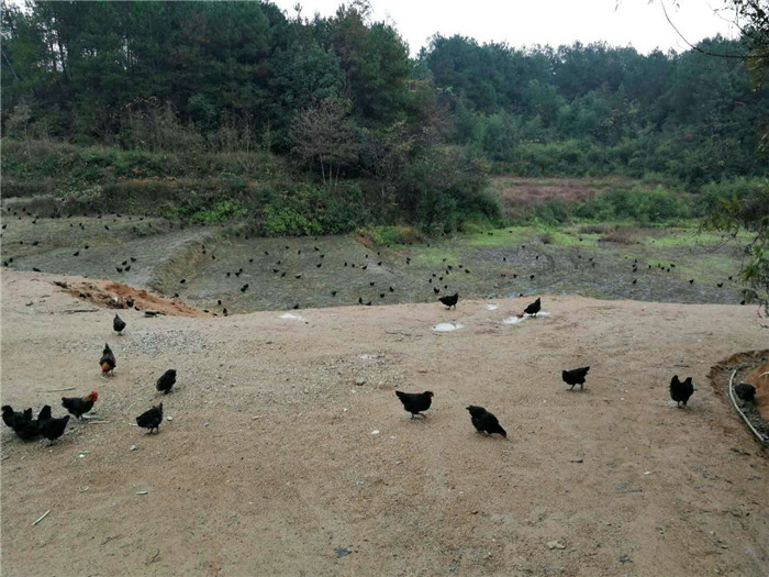 養殖基地